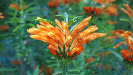 Flowers of wild dagga, lion's tail (Leonotis leonurus), French Riviera, Franceの写真素材