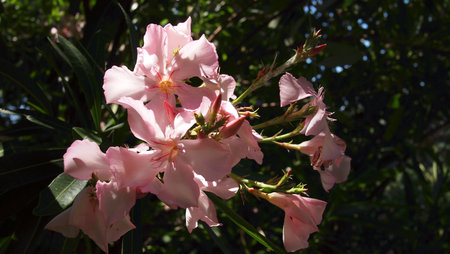 Hibiscus syriacus tree flowers closeup, French Riviera, France