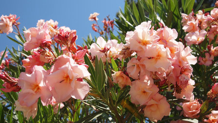 Hibiscus syriacus tree flowers closeup, French Riviera, France