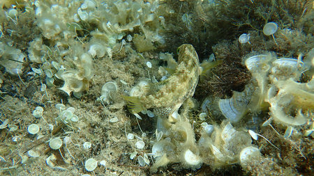 Five-spotted wrasse (Symphodus roissali) undersea, Mediterranean Sea, Cape of Antibes, France