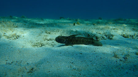 Black goby (Gobius niger) undersea, Aegean Sea, Greece, Halkidiki