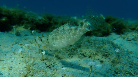 Gray wrasse (Symphodus cinereus) undersea, Aegean Sea, Greece, Halkidiki
