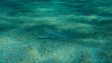 Greater weever (Trachinus draco) undersea, Aegean Sea, Greece, Halkidiki