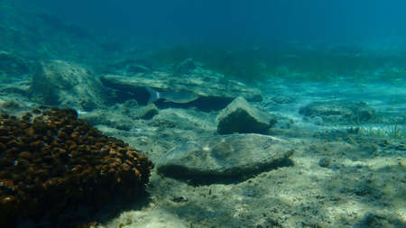 Flathead gray mullet, flathead mullet, striped mullet (Mugil cephalus) undersea, Aegean Sea, Greece, Halkidikiの写真素材