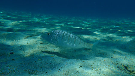 Sand steenbras or striped seabream (Lithognathus mormyrus) undersea, Aegean Sea, Greece, Halkidiki