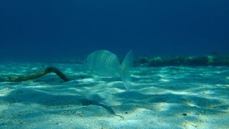 Sand steenbras or striped seabream (Lithognathus mormyrus) undersea, Aegean Sea, Greece, Halkidiki