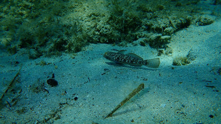 Black goby (Gobius niger) undersea, Aegean Sea, Greece, Halkidiki