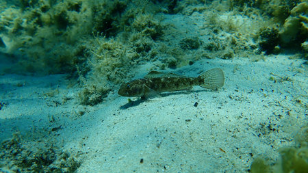 Black goby (Gobius niger) undersea, Aegean Sea, Greece, Halkidiki