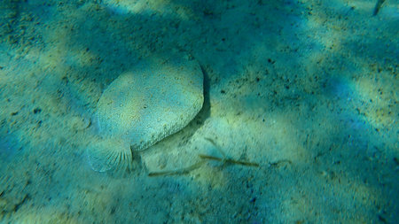 Wide-eyed flounder (Bothus podas) undersea, Aegean Sea, Greece, Halkidiki