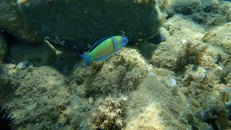 Ornate wrasse (Thalassoma pavo) male undersea, Aegean Sea, Greece, Halkidiki