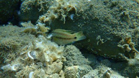 East Atlantic peacock wrasse (Symphodus tinca) undersea, Aegean Sea, Greece, Halkidiki