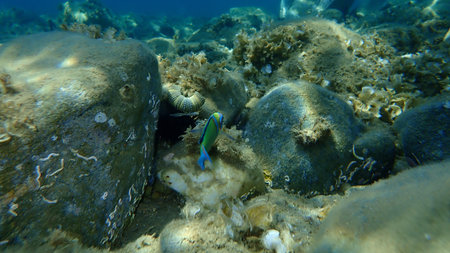 Ornate wrasse (Thalassoma pavo) male undersea, Aegean Sea, Greece, Halkidiki