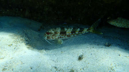 Striped red mullet or surmullet (Mullus surmuletus) undersea, Aegean Sea, Greece, Halkidiki