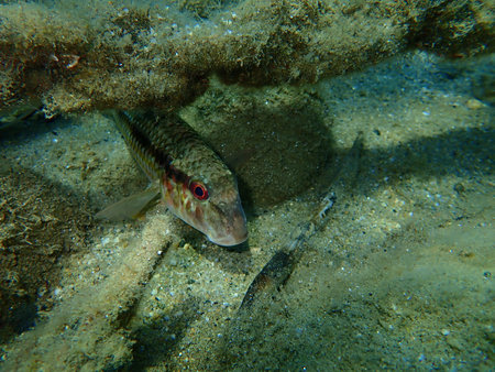 Striped red mullet or surmullet (Mullus surmuletus) undersea, Aegean Sea, Greece, Halkidiki