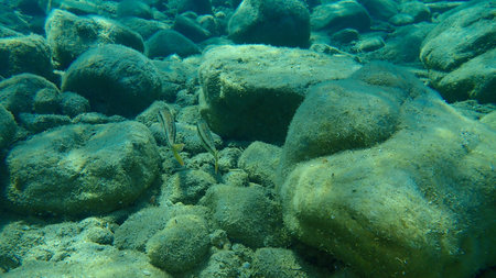 Striped red mullet or surmullet (Mullus surmuletus) undersea, Aegean Sea, Greece, Halkidiki