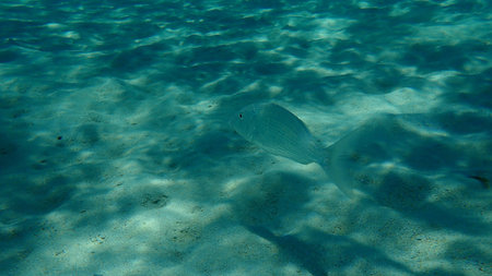 Gilthead seabream (Sparus aurata), Orata, Dorada undersea, Aegean Sea, Greece, Halkidikiの写真素材