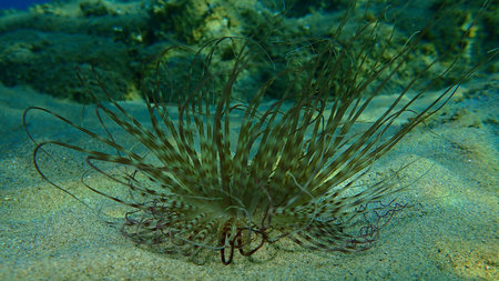 Cylinder anemone or colored tube anemone (Cerianthus membranaceus) undersea, Aegean Sea, Greece, Halkidikiの写真素材
