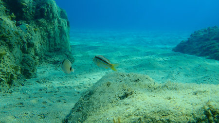Striped red mullet or surmullet (Mullus surmuletus) and Common two-banded sea bream (Diplodus...