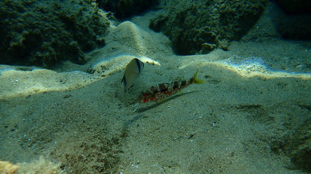Striped red mullet or surmullet (Mullus surmuletus) and Common two-banded sea bream (Diplodus...