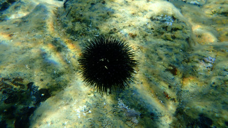Black sea urchin (Arbacia lixula) undersea, Aegean Sea, Greece, Halkidiki