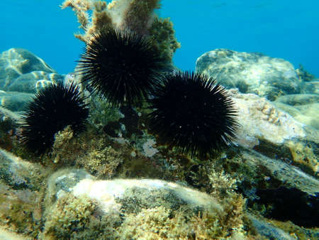 Black sea urchin (Arbacia lixula) undersea, Aegean Sea, Greece, Halkidikiの写真素材