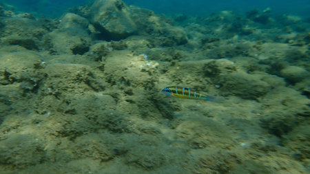 Ornate wrasse (Thalassoma pavo) female undersea, Aegean Sea, Greece, Halkidiki