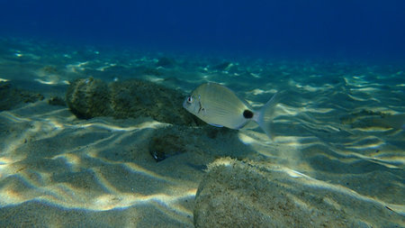 Sargo or white seabream (Diplodus sargus) undersea, Aegean Sea, Greece, Halkidiki