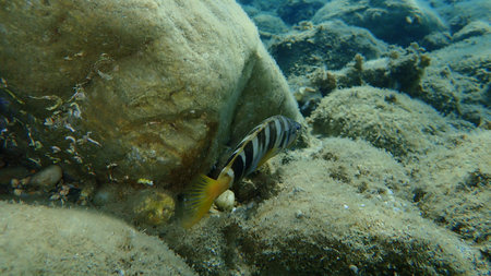 Painted comber (Serranus scriba) undersea, Aegean Sea, Greece, Halkidiki