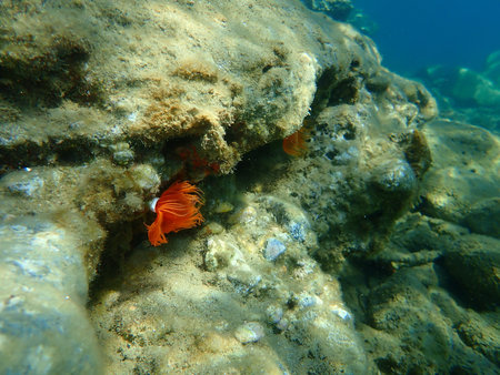 Polychaeta (Protula tubularia) undersea, Aegean Sea, Greece, Halkidiki