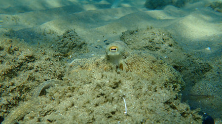 Common octopus (Octopus vulgaris) hunting, Aegean Sea, Greece, Halkidikiの写真素材