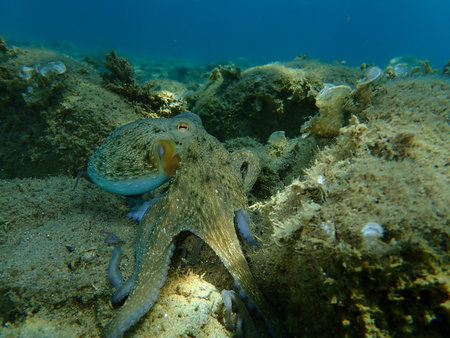 Common octopus (Octopus vulgaris) hunting, Aegean Sea, Greece, Halkidiki
