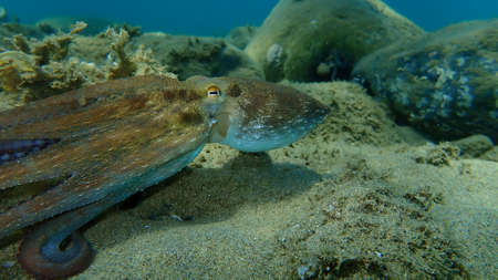 Common octopus (Octopus vulgaris) hunting, Aegean Sea, Greece, Halkidikiの写真素材