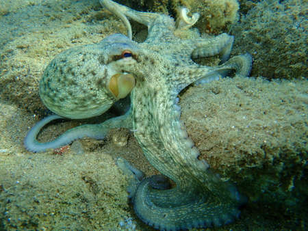 Common octopus (Octopus vulgaris) hunting, Aegean Sea, Greece, Halkidikiの写真素材