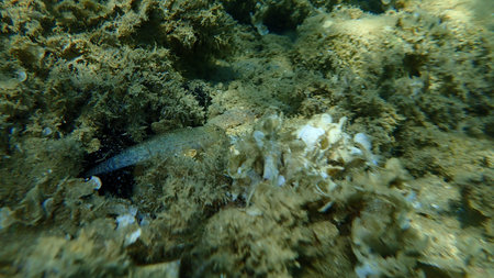 Slender goby (Gobius geniporus) undersea, Aegean Sea, Greece, Halkidiki
