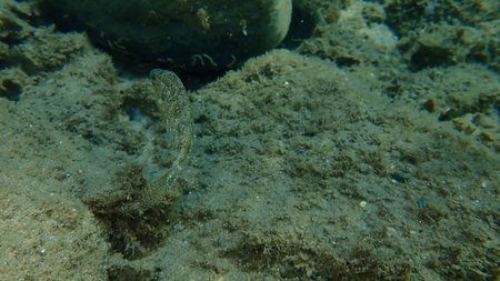 Gray wrasse (Symphodus cinereus) undersea, Aegean Sea, Greece, Halkidiki