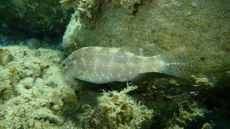 Gray wrasse (Symphodus cinereus) undersea, Aegean Sea, Greece, Halkidiki