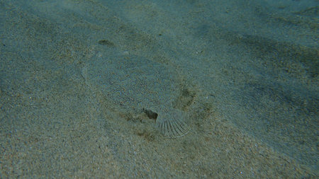 Wide-eyed flounder (Bothus podas) undersea, Aegean Sea, Greece, Halkidiki