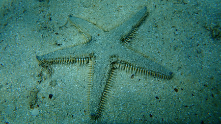Starfish Astropecten bispinosus on sea bottom, Aegean Sea, Greece, Halkidiki