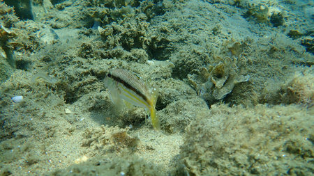 Striped red mullet or surmullet (Mullus surmuletus) undersea, Aegean Sea, Greece, Halkidiki