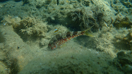Striped red mullet or surmullet (Mullus surmuletus) undersea, Aegean Sea, Greece, Halkidiki