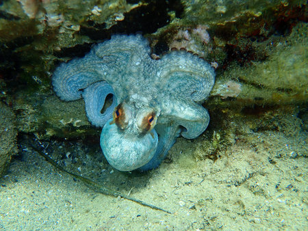 Common octopus (Octopus vulgaris) undersea, Aegean Sea, Greece, Halkidikiの写真素材
