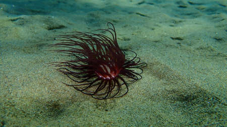 Cylinder anemone or colored tube anemone (Cerianthus membranaceus) undersea, Aegean Sea, Greece, Halkidikiの写真素材