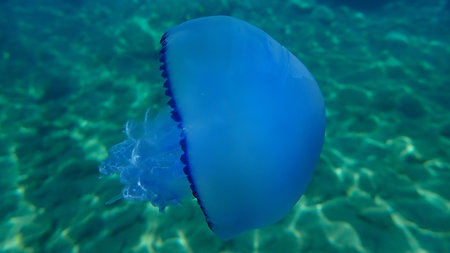 Barrel jellyfish (Rhizostoma pulmo), dustbin-lid jellyfish or frilly-mouthed jellyfish undersea,...