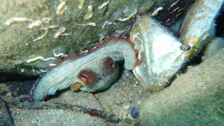 Common octopus (Octopus vulgaris) undersea, Aegean Sea, Greece, Halkidikiの写真素材
