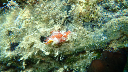 Sea slug redbrown nudibranch or redbrown leathery doris (Platydoris argo) undersea, Aegean Sea,...