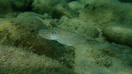 Common cuttlefish or European common cuttlefish (Sepia officinalis) undersea, Aegean Sea, Greece,...