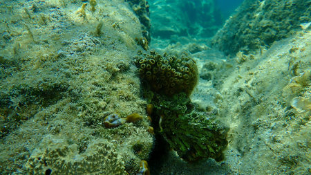 Stony coral cushion coral (Cladocora caespitosa) and sea sponge Kidney sponge (Chondrosia...