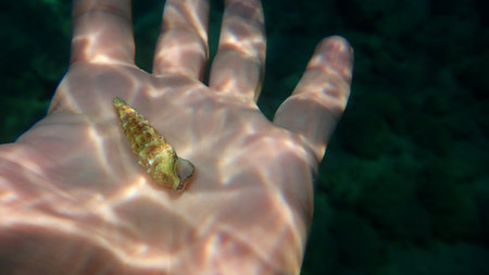 Seashell of sea snail common cerith (Cerithium vulgatum) undersea on the hand of a diver, Aegean...