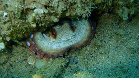 Common octopus (Octopus vulgaris) undersea, Aegean Sea, Greece, Halkidikiの写真素材