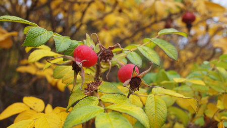 Berries of rugosa rose or beach rose or Ramanas rose (Rosa rugosa) on a background of yellowing...